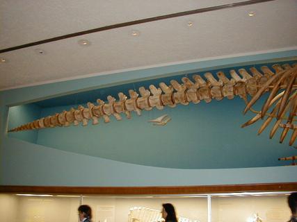 Whale skeleton (pan 1)<br>Location: <a href="https://www.google.com/maps/search/?api=1&query=38.89096,-77.02601" target="_new">Smithsonian National Museum of Natural History</a>